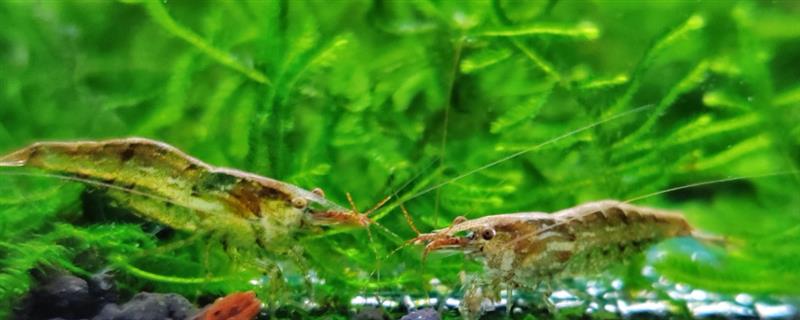 让黑壳虾快速爆缸的方法,饲喂荤腥类食物有利于它们繁殖