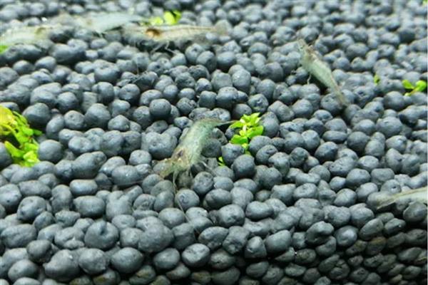 让黑壳虾快速爆缸的方法,饲喂荤腥类食物有利于它们繁殖