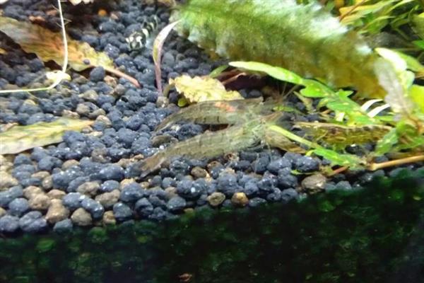 让黑壳虾快速爆缸的方法,饲喂荤腥类食物有利于它们繁殖