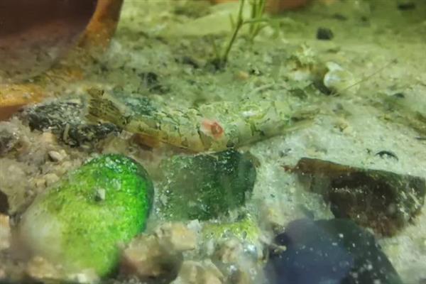 让黑壳虾快速爆缸的方法,饲喂荤腥类食物有利于它们繁殖
