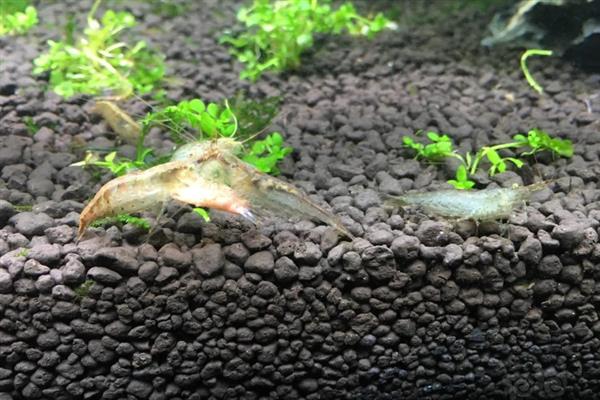 让黑壳虾快速爆缸的方法,饲喂荤腥类食物有利于它们繁殖