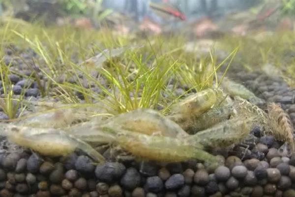 让黑壳虾快速爆缸的方法,饲喂荤腥类食物有利于它们繁殖