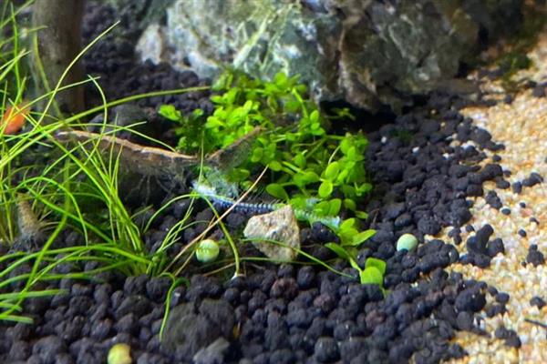 让黑壳虾快速爆缸的方法,饲喂荤腥类食物有利于它们繁殖