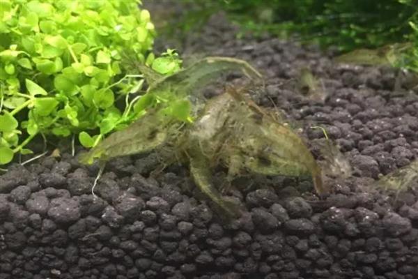 让黑壳虾快速爆缸的方法,饲喂荤腥类食物有利于它们繁殖