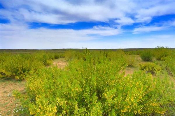 柠条幼林期怎么管理，每年需进行一次除草