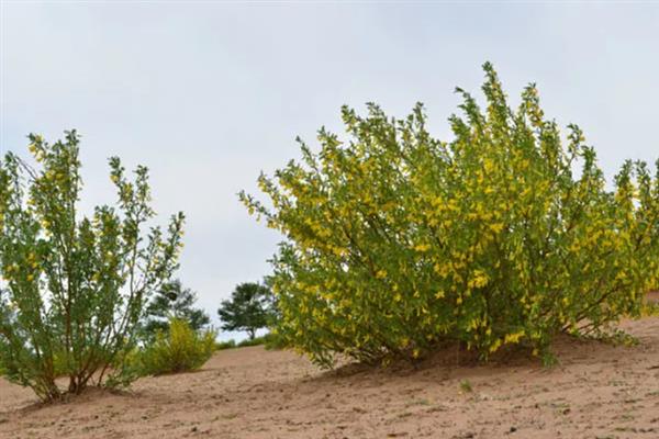 柠条幼林期怎么管理，每年需进行一次除草