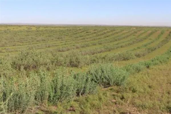 柠条幼林期怎么管理，每年需进行一次除草