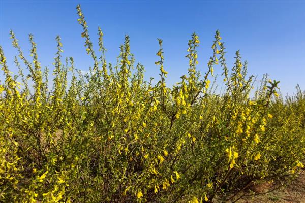 柠条幼林期怎么管理，每年需进行一次除草