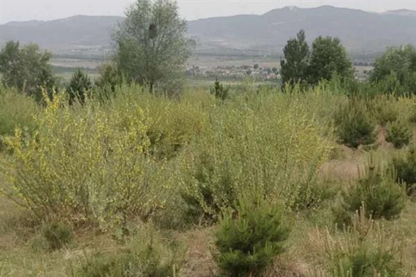 柠条幼林期怎么管理，每年需进行一次除草