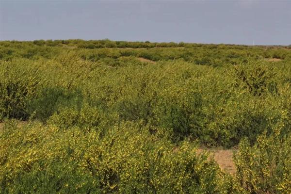 柠条幼林期怎么管理，每年需进行一次除草