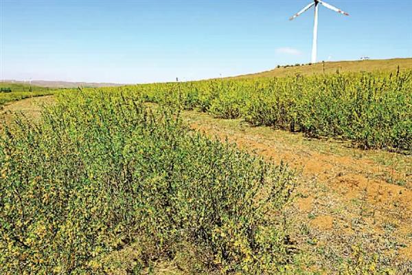 柠条幼林期怎么管理，每年需进行一次除草