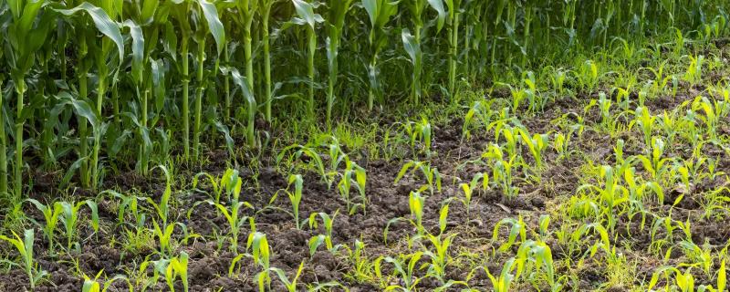 缓苗指的是什么,是指农作物的自身恢复的过程