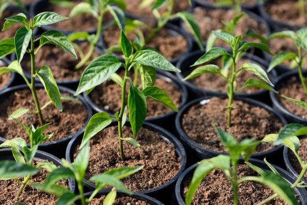 缓苗指的是什么,是指农作物的自身恢复的过程