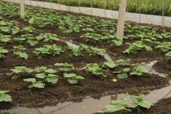 缓苗指的是什么,是指农作物的自身恢复的过程