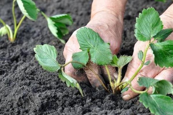 缓苗指的是什么,是指农作物的自身恢复的过程
