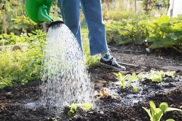 缓苗指的是什么,是指农作物的自身恢复的过程