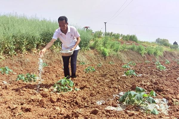 缓苗指的是什么,是指农作物的自身恢复的过程