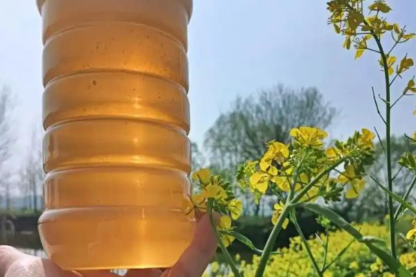 油菜花蜂蜜好还是洋槐蜂蜜好，洋槐蜜的色泽和口感都更优