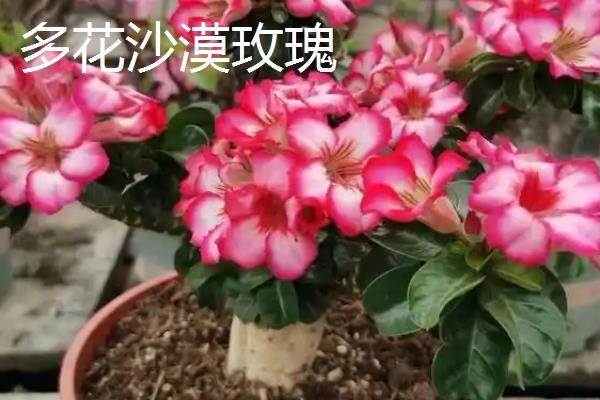 沙漠玫瑰的品种，多花沙漠玫瑰、狭叶沙漠玫瑰等品种较常见