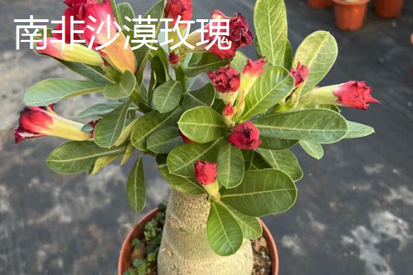 沙漠玫瑰的品种，多花沙漠玫瑰、狭叶沙漠玫瑰等品种较常见