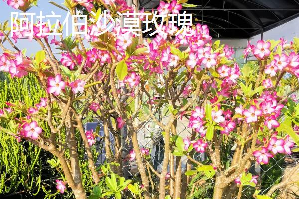 沙漠玫瑰的品种，多花沙漠玫瑰、狭叶沙漠玫瑰等品种较常见