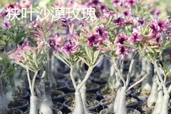 沙漠玫瑰的品种，多花沙漠玫瑰、狭叶沙漠玫瑰等品种较常见