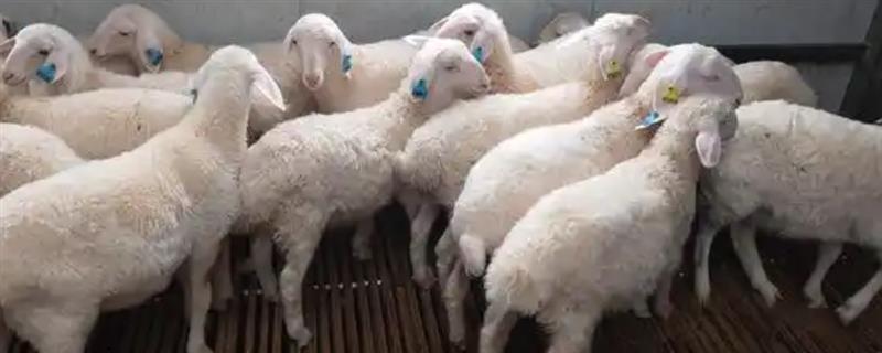 养羊所需技术，不同羊种的养殖方法不同