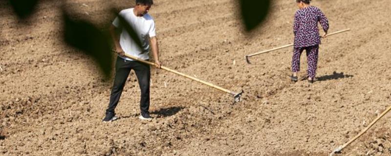 春天有哪些主要的农活，常见的有耕地、播种等