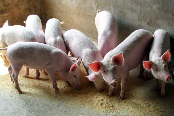 春天有哪些主要的农活，常见的有耕地、播种等