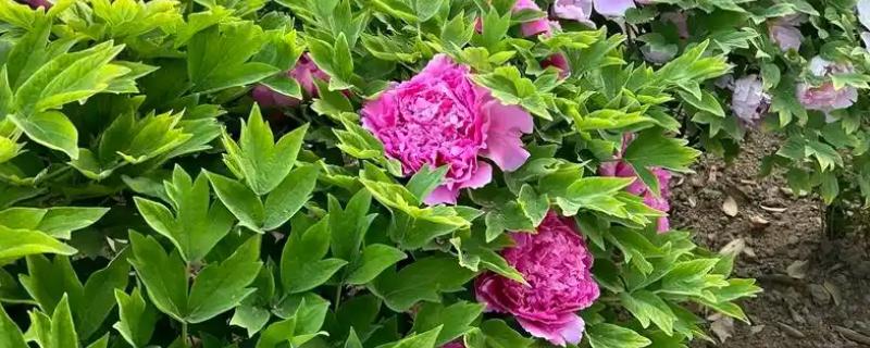 牡丹的花语，红色寓意富贵和圆满