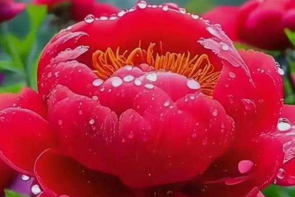 牡丹的花语，红色寓意富贵和圆满