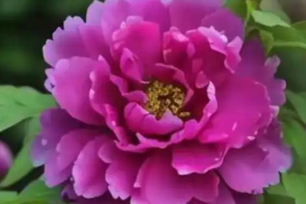 牡丹的花语，红色寓意富贵和圆满
