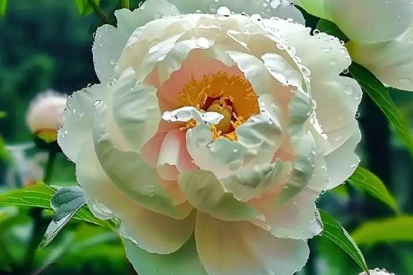 牡丹的花语，红色寓意富贵和圆满