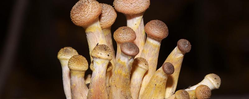 茶树菇的栽培技术,接种的温度保持在30℃以下