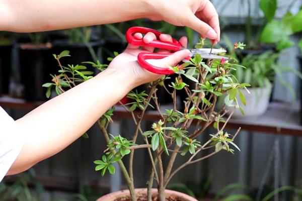 杜鹃花放在客厅好不好，可以摆放在客厅