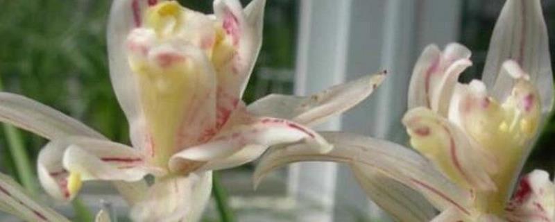 千手观音花如何修剪，黄叶需要及时剪除干净