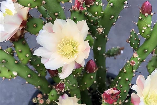 千手观音花如何修剪，黄叶需要及时剪除干净