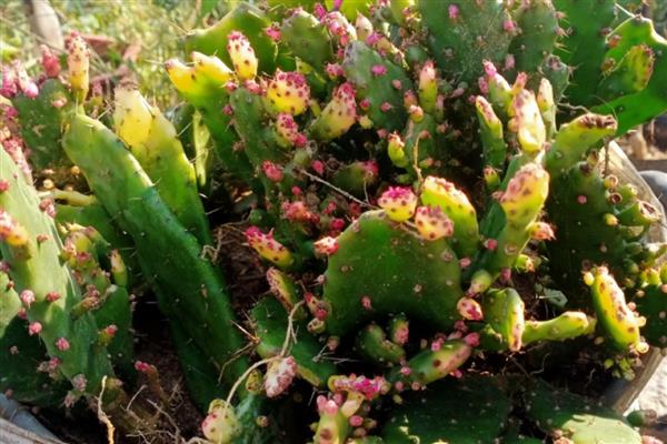 千手观音花如何修剪，黄叶需要及时剪除干净