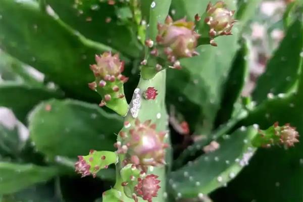 千手观音花如何修剪，黄叶需要及时剪除干净