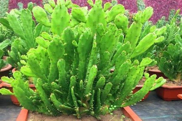 千手观音花如何修剪，黄叶需要及时剪除干净