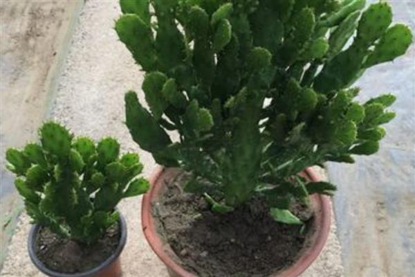 千手观音花如何修剪，黄叶需要及时剪除干净