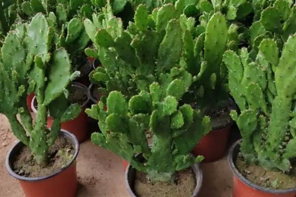 千手观音花如何修剪，黄叶需要及时剪除干净