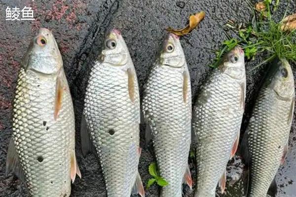 鲮鱼和鲤鱼的区别，科属、颜色和形状均不同