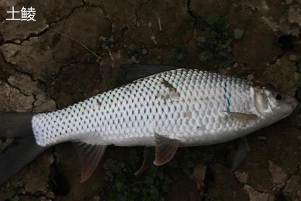 鲮鱼和鲤鱼的区别，科属、颜色和形状均不同
