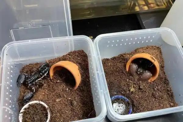 如何盆养蝎子，可以使用大盆、大浅盆饲养