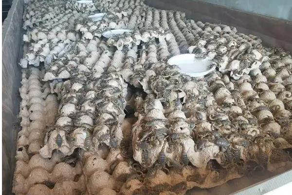 如何盆养蝎子，可以使用大盆、大浅盆饲养