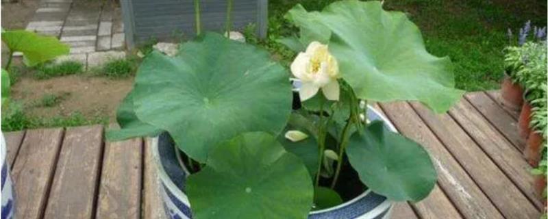 养殖荷花要见光多久，每天晒光7小时以上