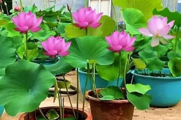养殖荷花要见光多久，每天晒光7小时以上
