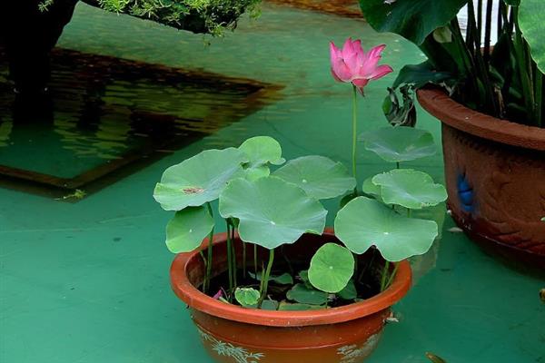 养殖荷花要见光多久，每天晒光7小时以上