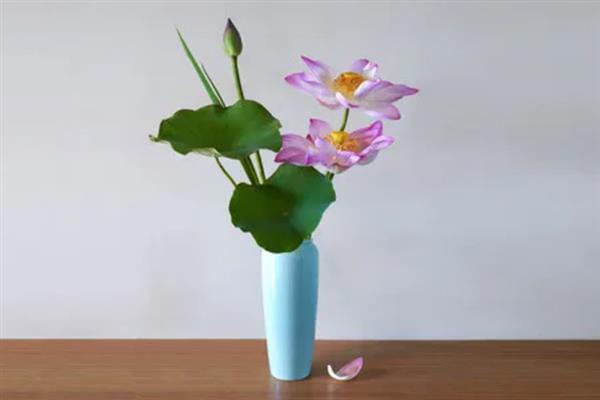 养殖荷花要见光多久，每天晒光7小时以上